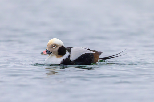 Long-tailed Duck