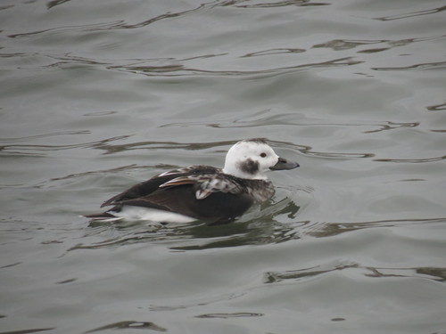 Long-tailed Duck