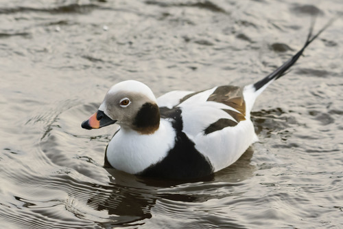Long-tailed Duck
