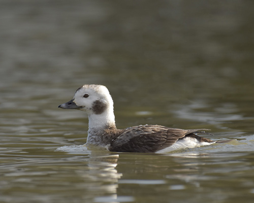 Long-tailed Duck