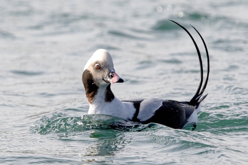 Long-tailed Duck