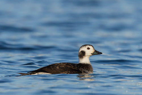 Long-tailed Duck