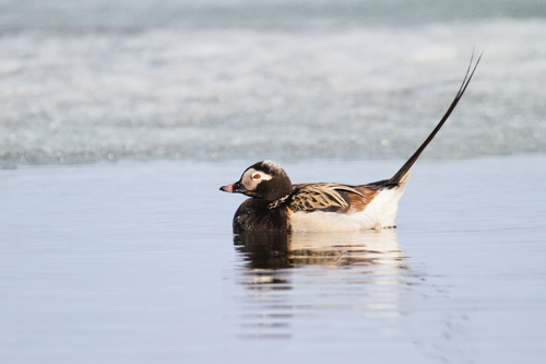 Long-tailed Duck
