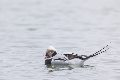 Long-tailed Duck