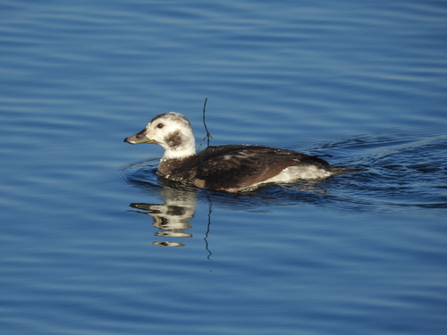 Long-tailed Duck