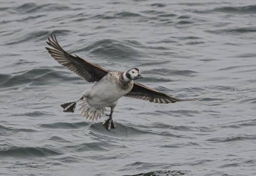 Long-tailed Duck