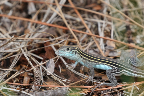 Six-lined Racerunner