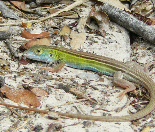 Six-lined Racerunner