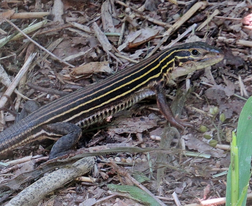 Six-lined Racerunner