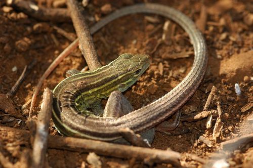 Six-lined Racerunner