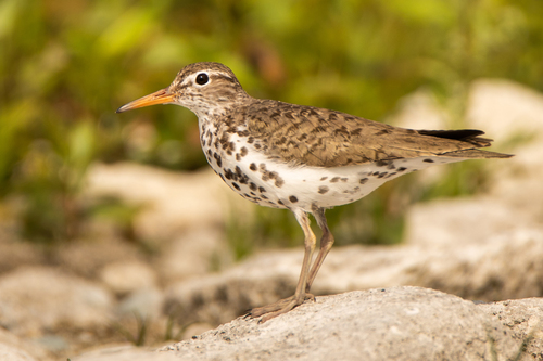Spotted Sandpiper