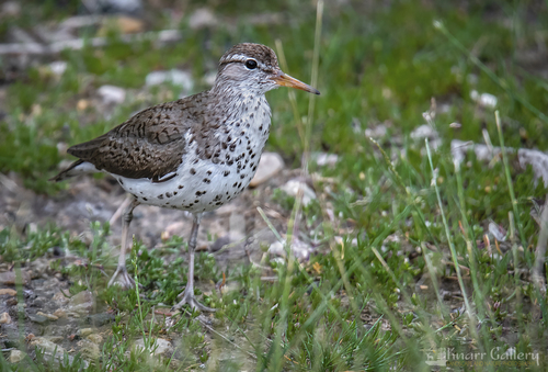 Spotted Sandpiper