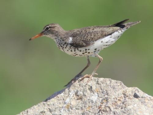 Spotted Sandpiper