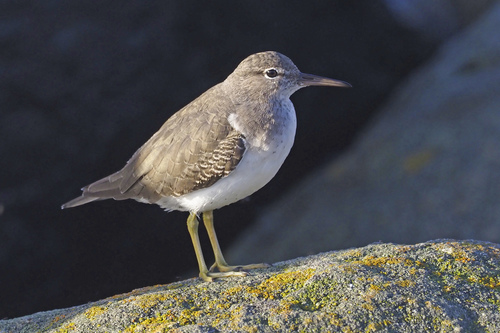 Spotted Sandpiper