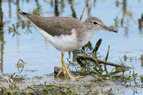 Spotted Sandpiper