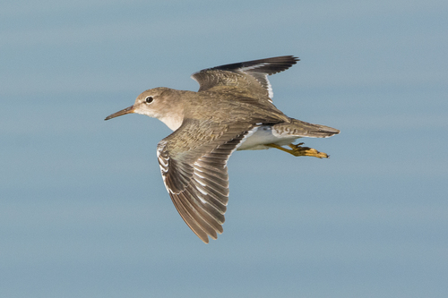 Spotted Sandpiper