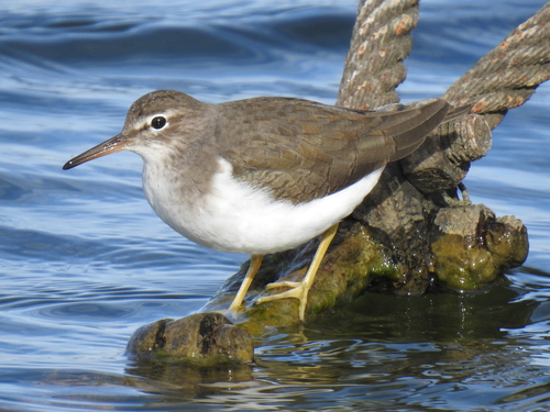 Spotted Sandpiper