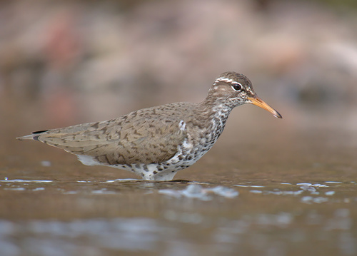 Spotted Sandpiper