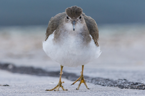 Spotted Sandpiper