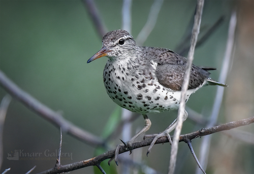 Spotted Sandpiper