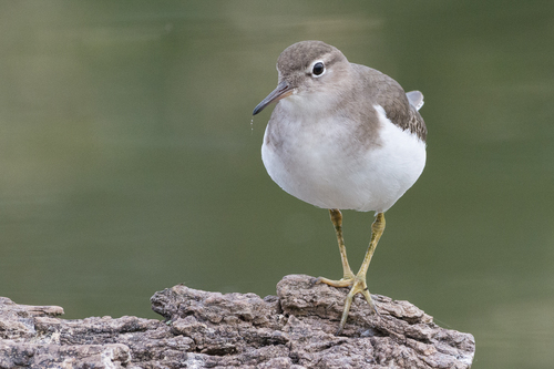 Spotted Sandpiper