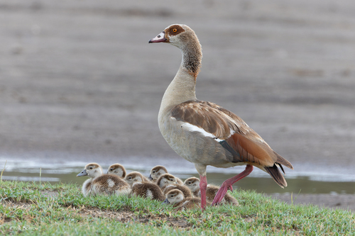 Egyptian Goose