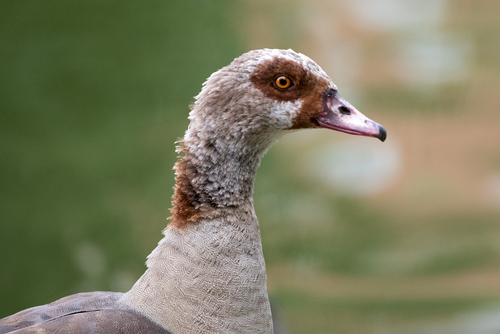 Egyptian Goose