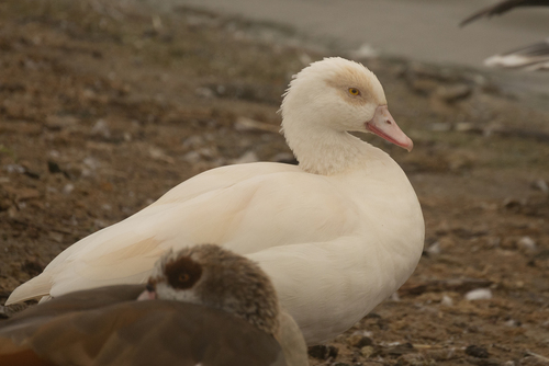Egyptian Goose