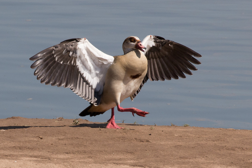 Egyptian Goose