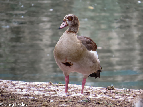 Egyptian Goose