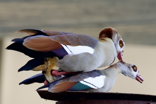Egyptian Goose