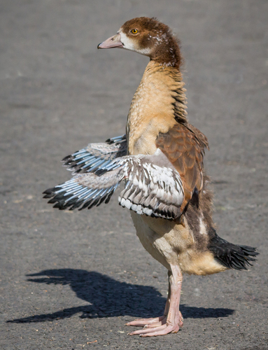 Egyptian Goose