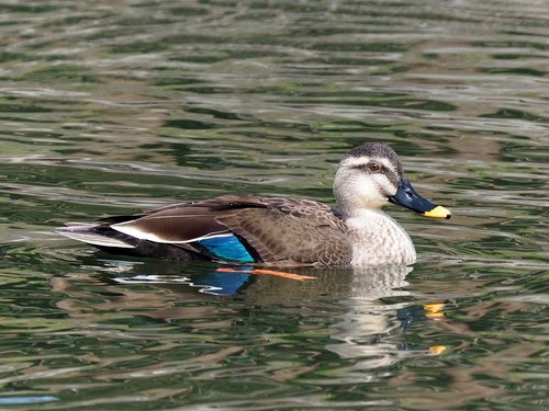 Eastern Spot-billed Duck