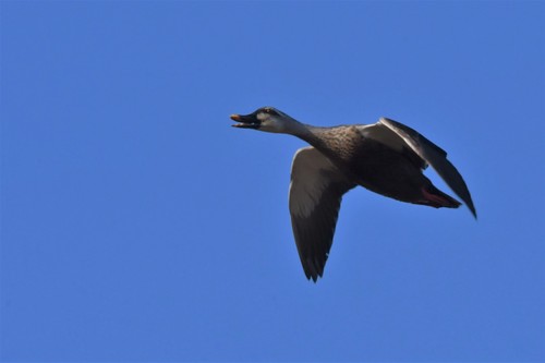 Eastern Spot-billed Duck