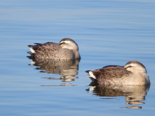 Eastern Spot-billed Duck