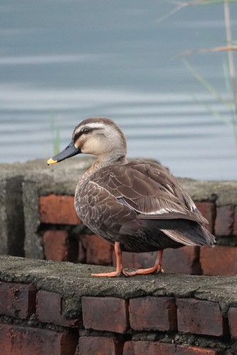 Eastern Spot-billed Duck