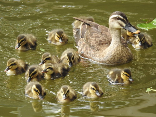 Eastern Spot-billed Duck