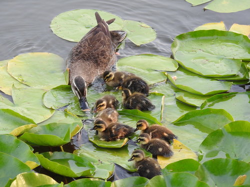Eastern Spot-billed Duck