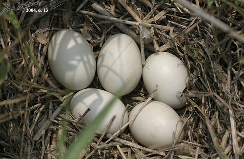 Eastern Spot-billed Duck