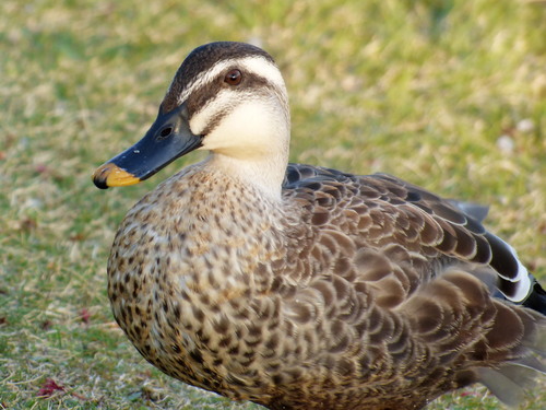 Eastern Spot-billed Duck