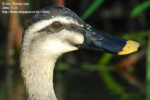 Eastern Spot-billed Duck