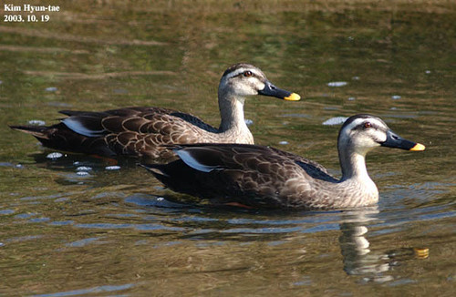 Eastern Spot-billed Duck