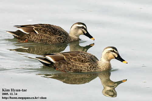 Eastern Spot-billed Duck