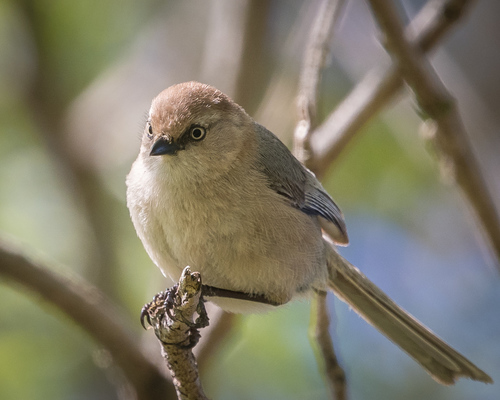 Bushtit