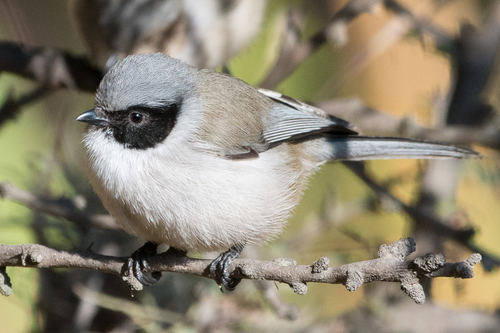 Bushtit