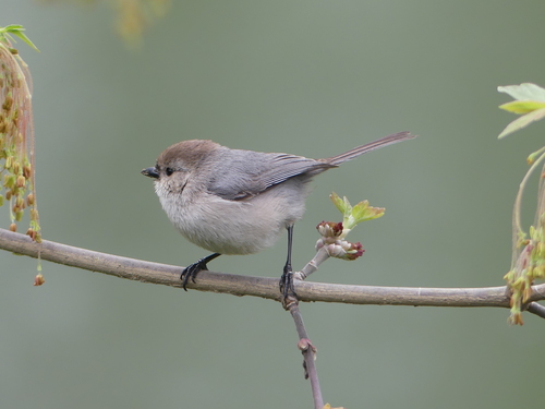 Bushtit
