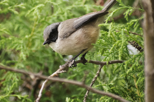 Bushtit