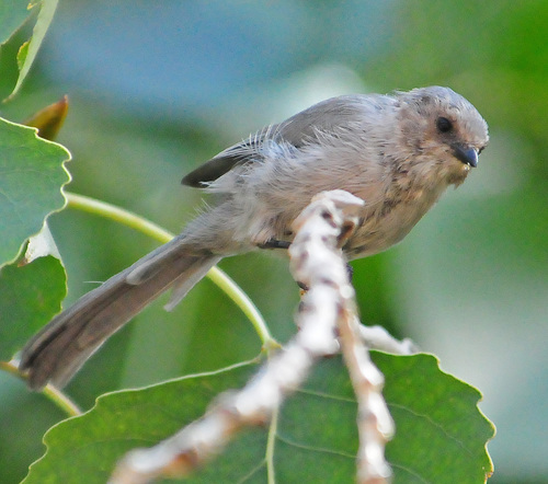 Bushtit