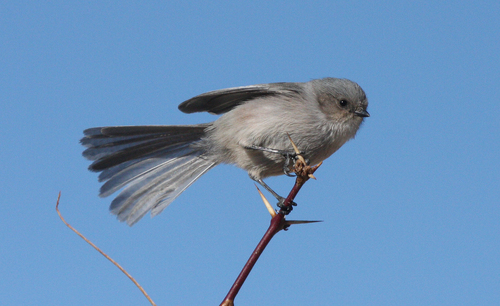Bushtit