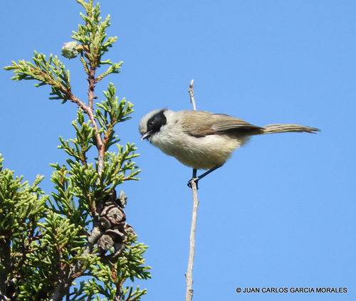 Bushtit